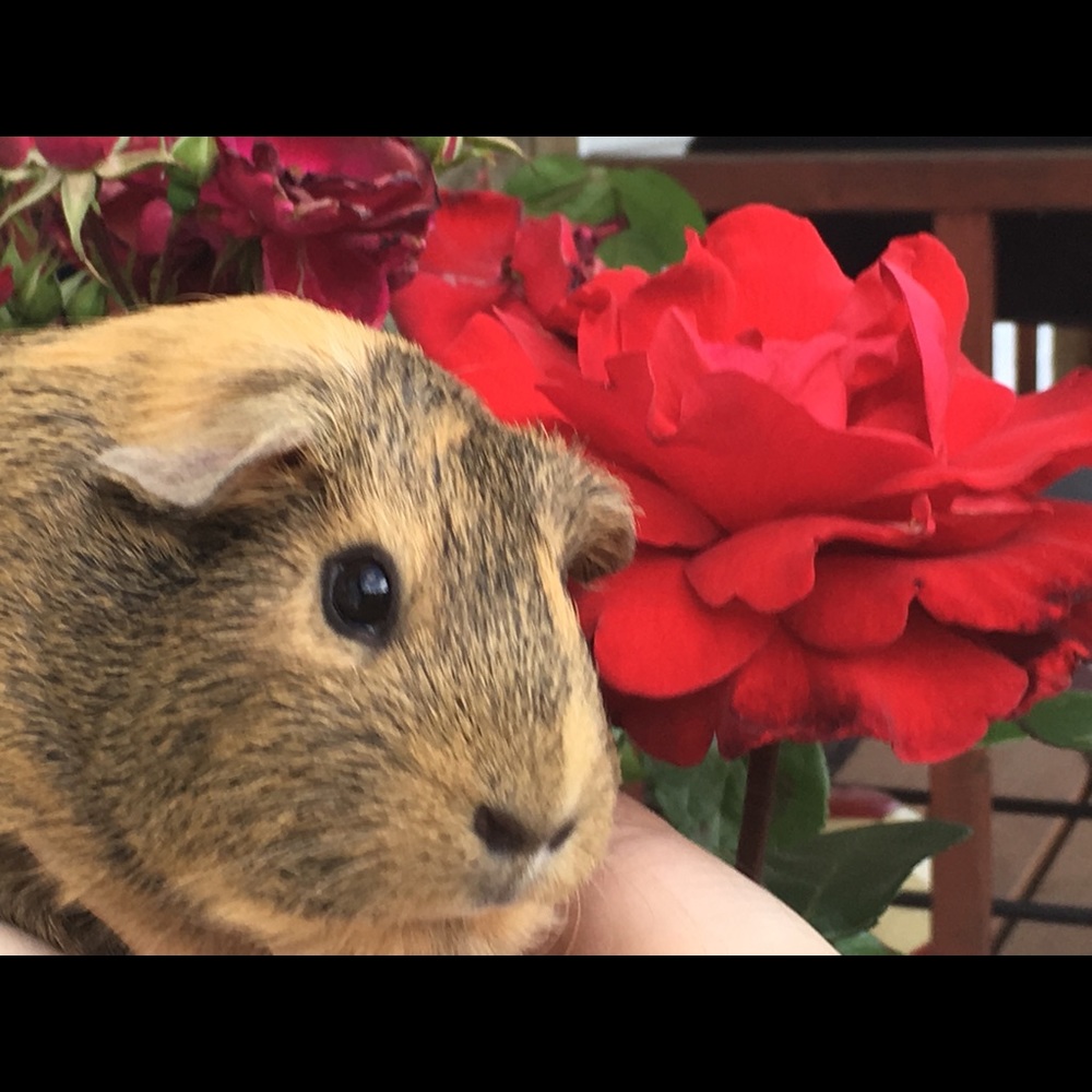 Meet your Posher, Araceli